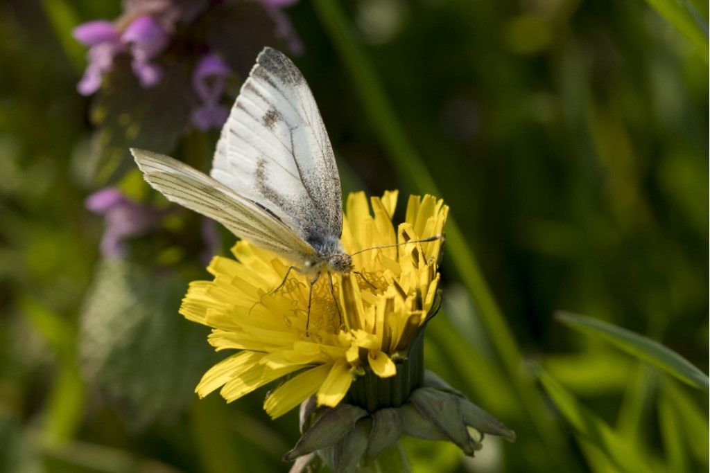 Pieris Napi ?